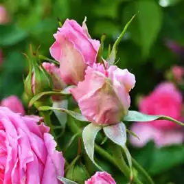 Rosa Pink Cloud - roz - trandafiri târâtori și cățărători, Climber